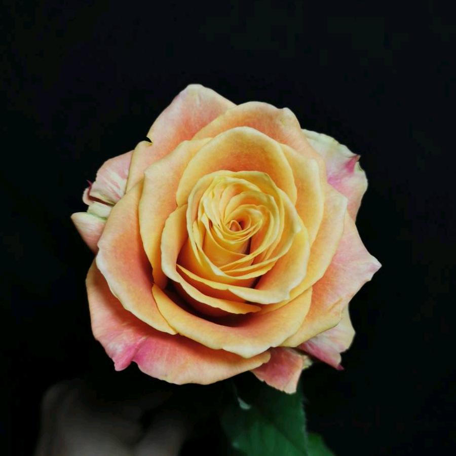 时光花卉