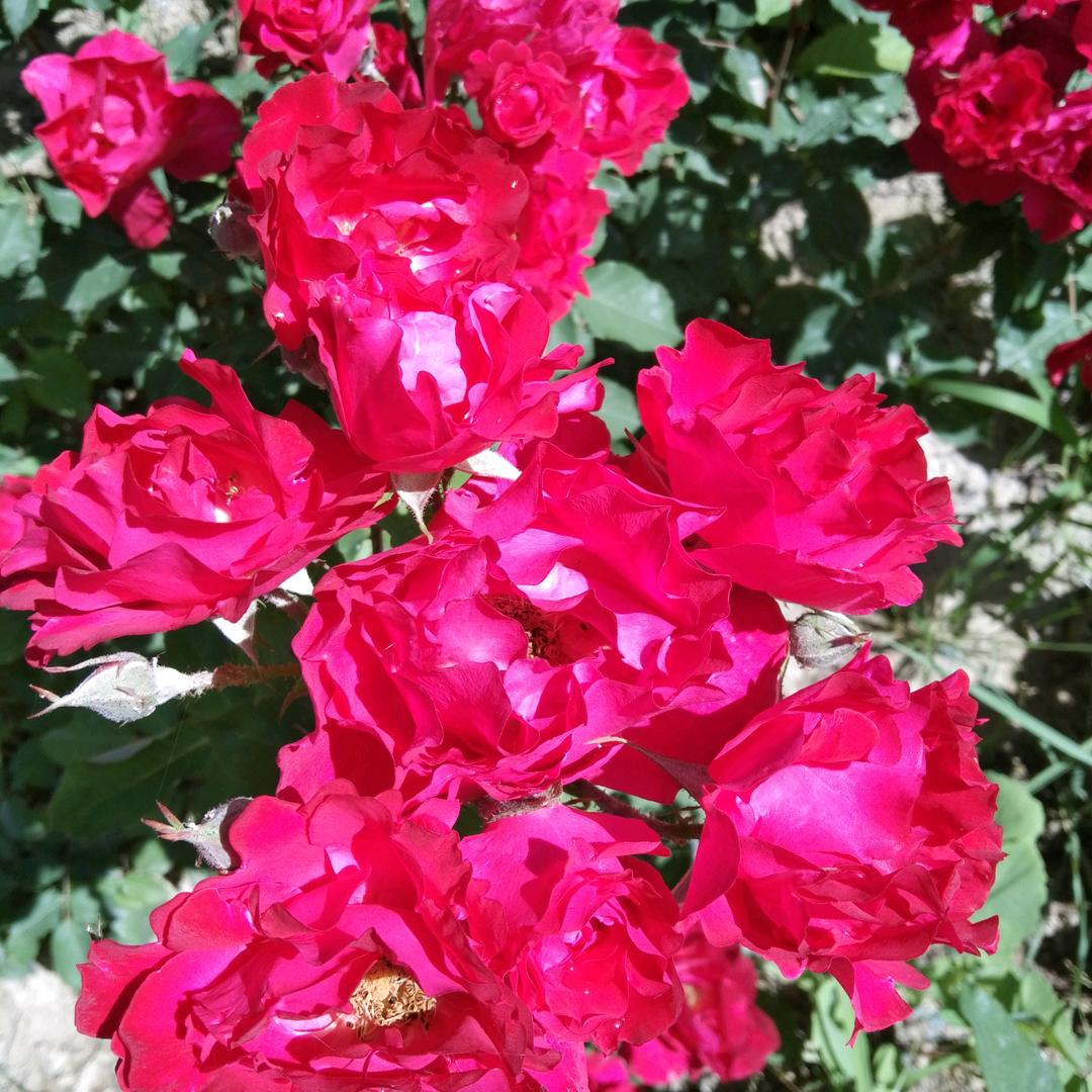 莲花