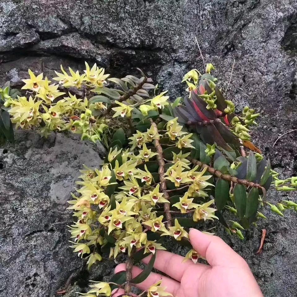 农村小哥，贫困户。