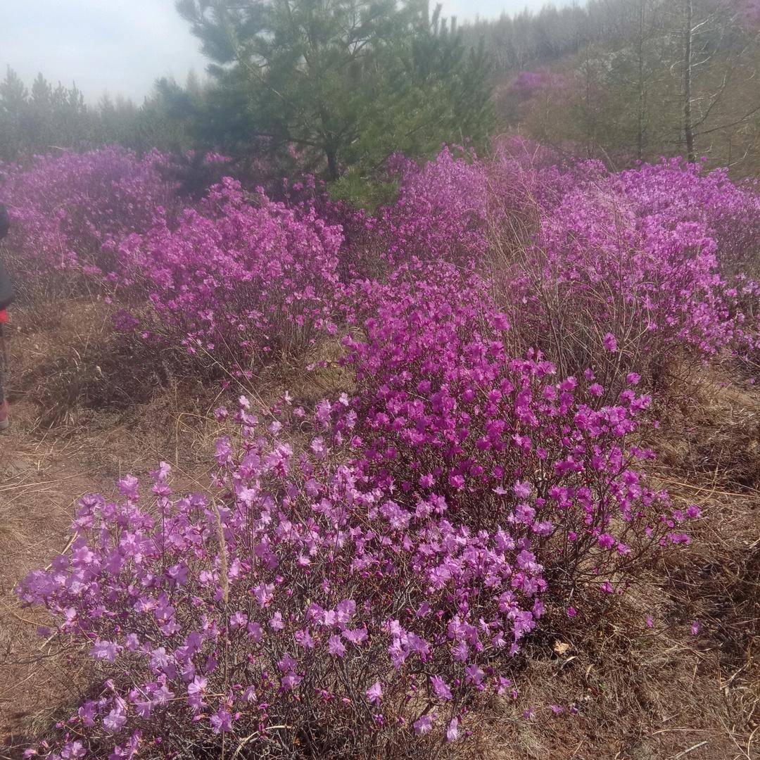 赵秋菊