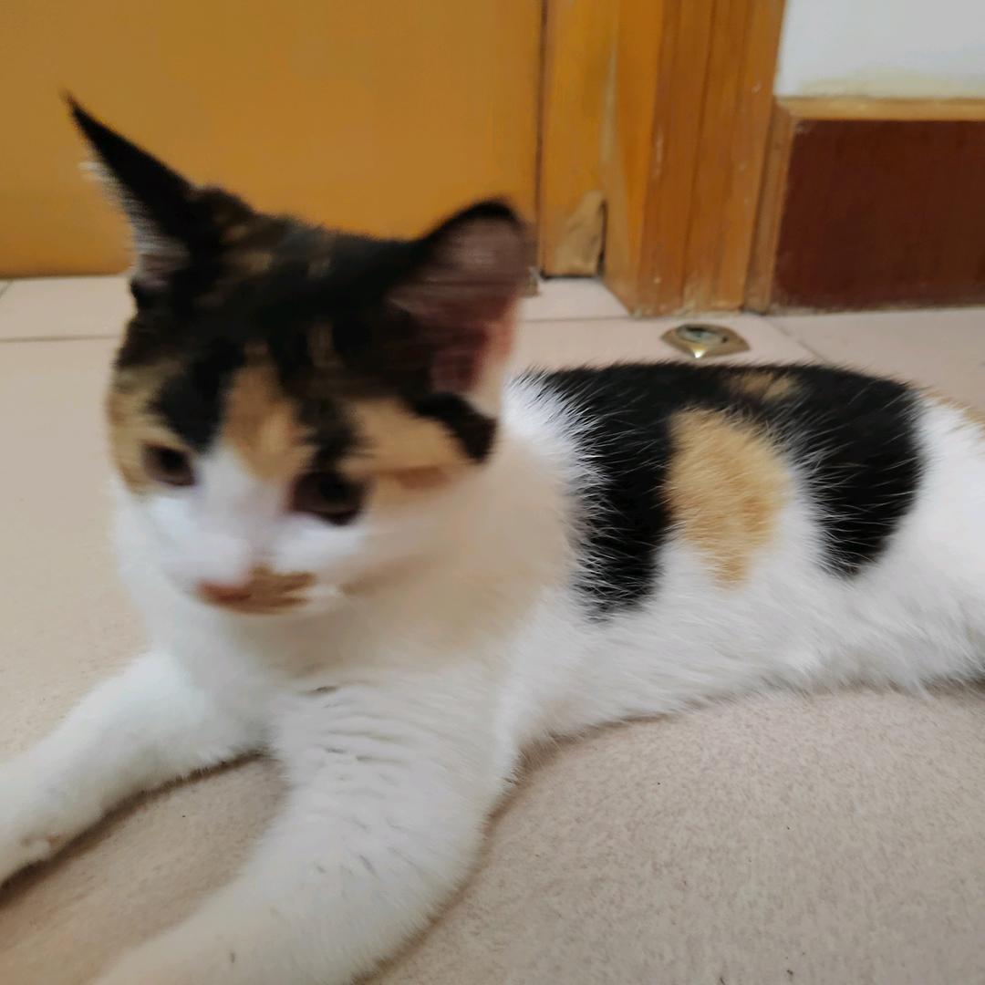 猫妈