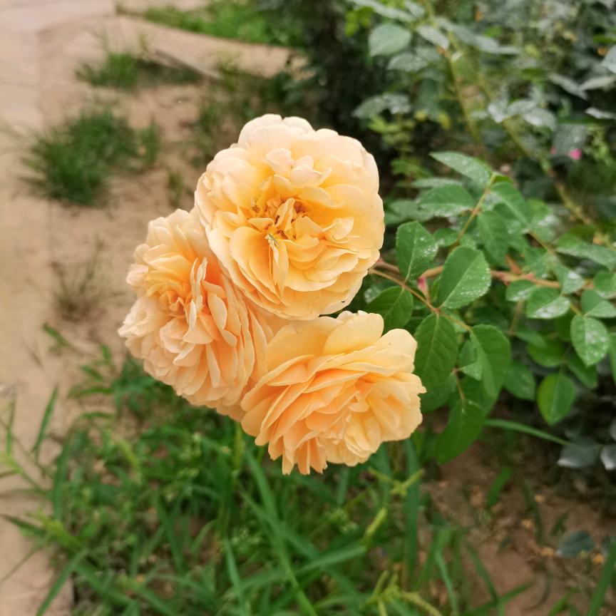 小 七月