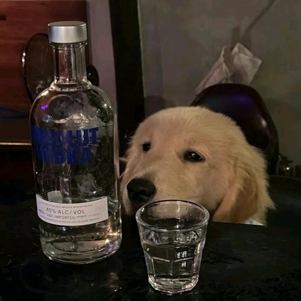 银渐层