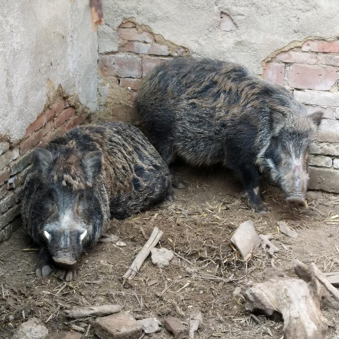 生态特种野猪养殖🐗