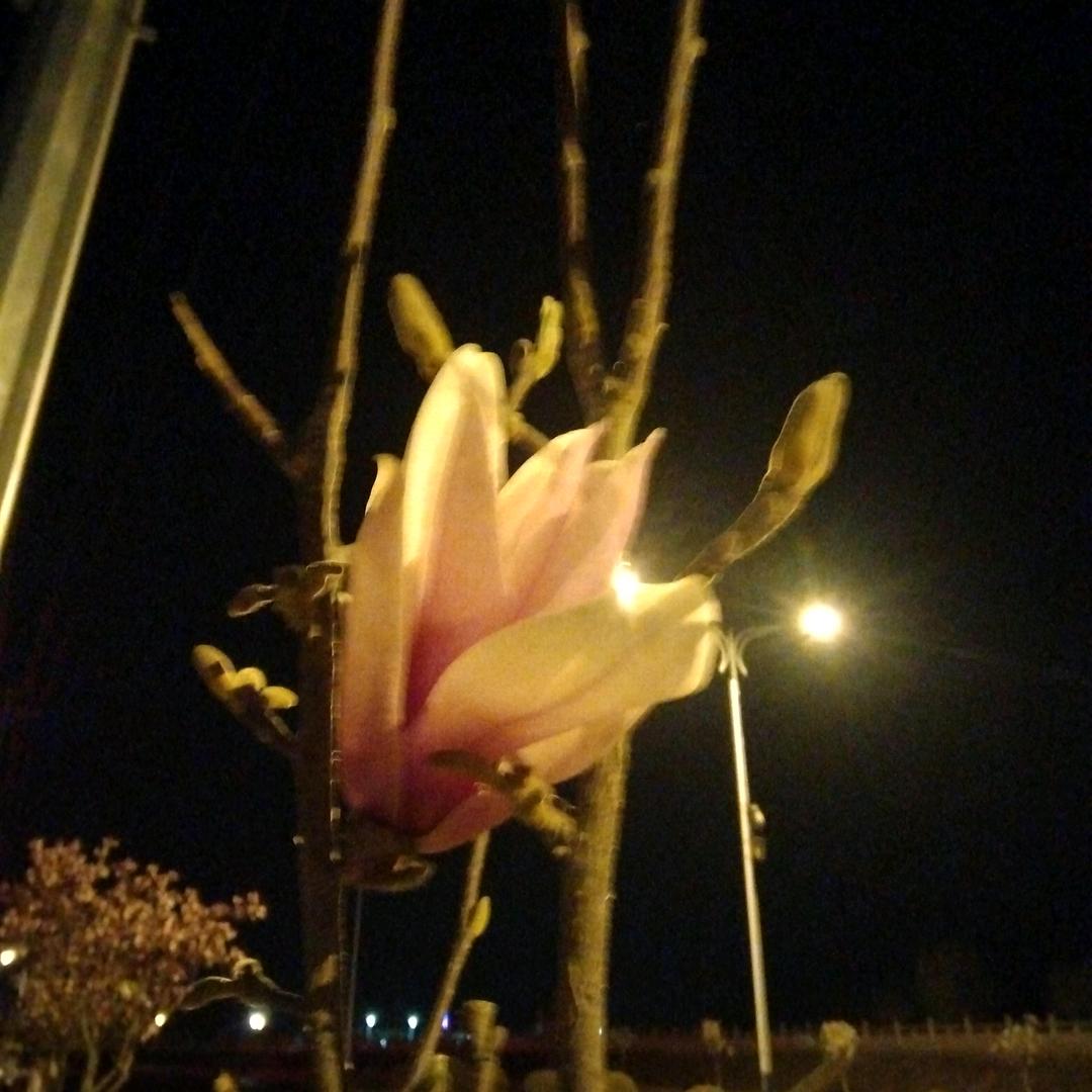 月光之影
