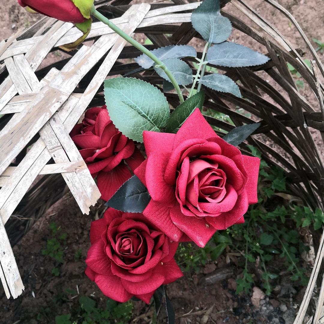 张丽芬
