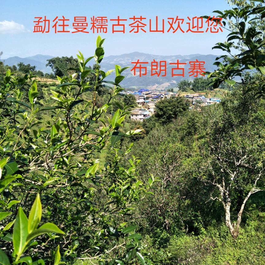 勐往曼糯普洱古树茶34號