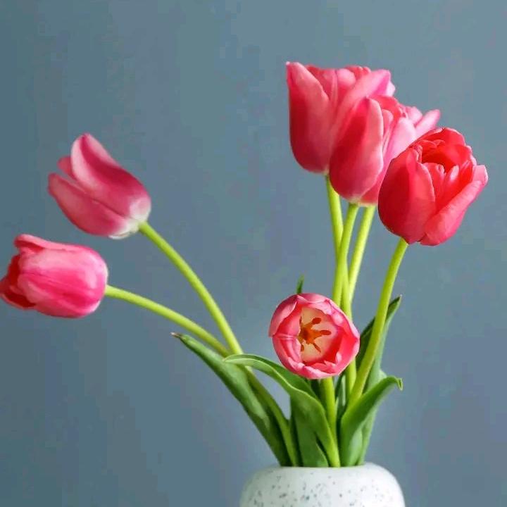 芬