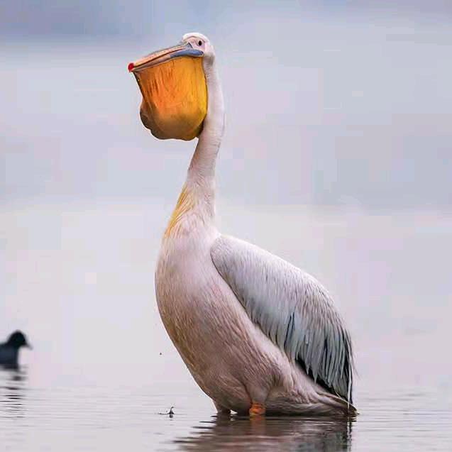 刘明