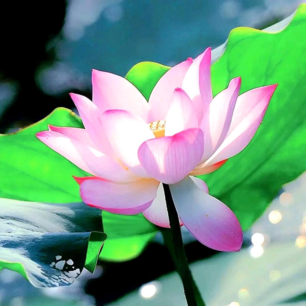 花开富贵🌷