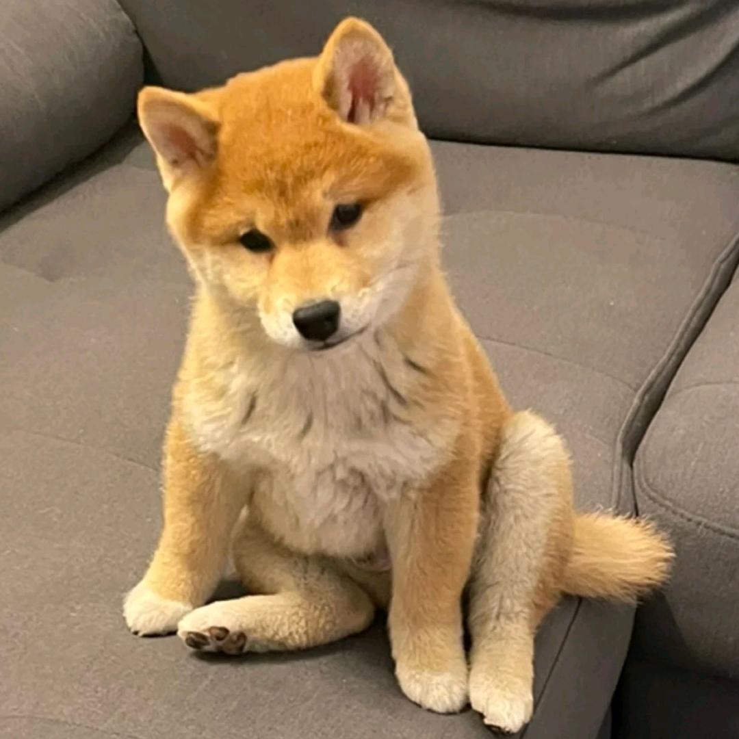 壶壶