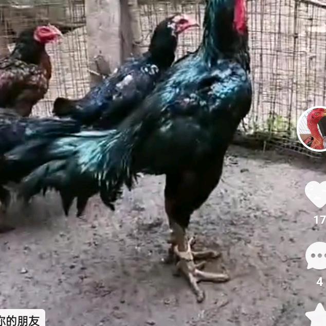 高原一枭