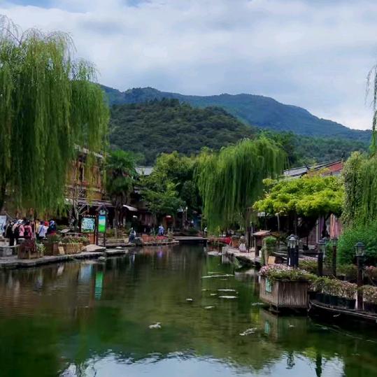 梧棉