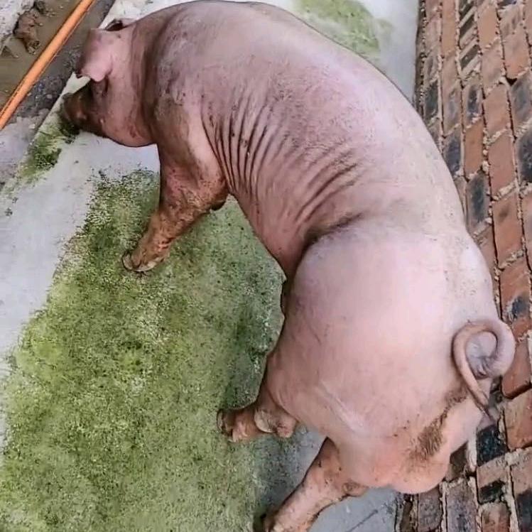 腾辉养猪场一级纯 种
