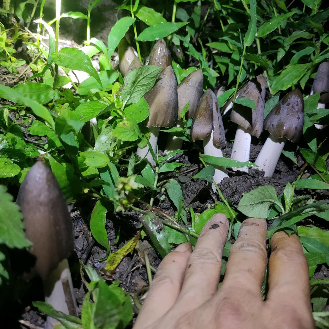大理~鸡枞哥