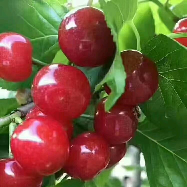 世纪春天优鲜果品