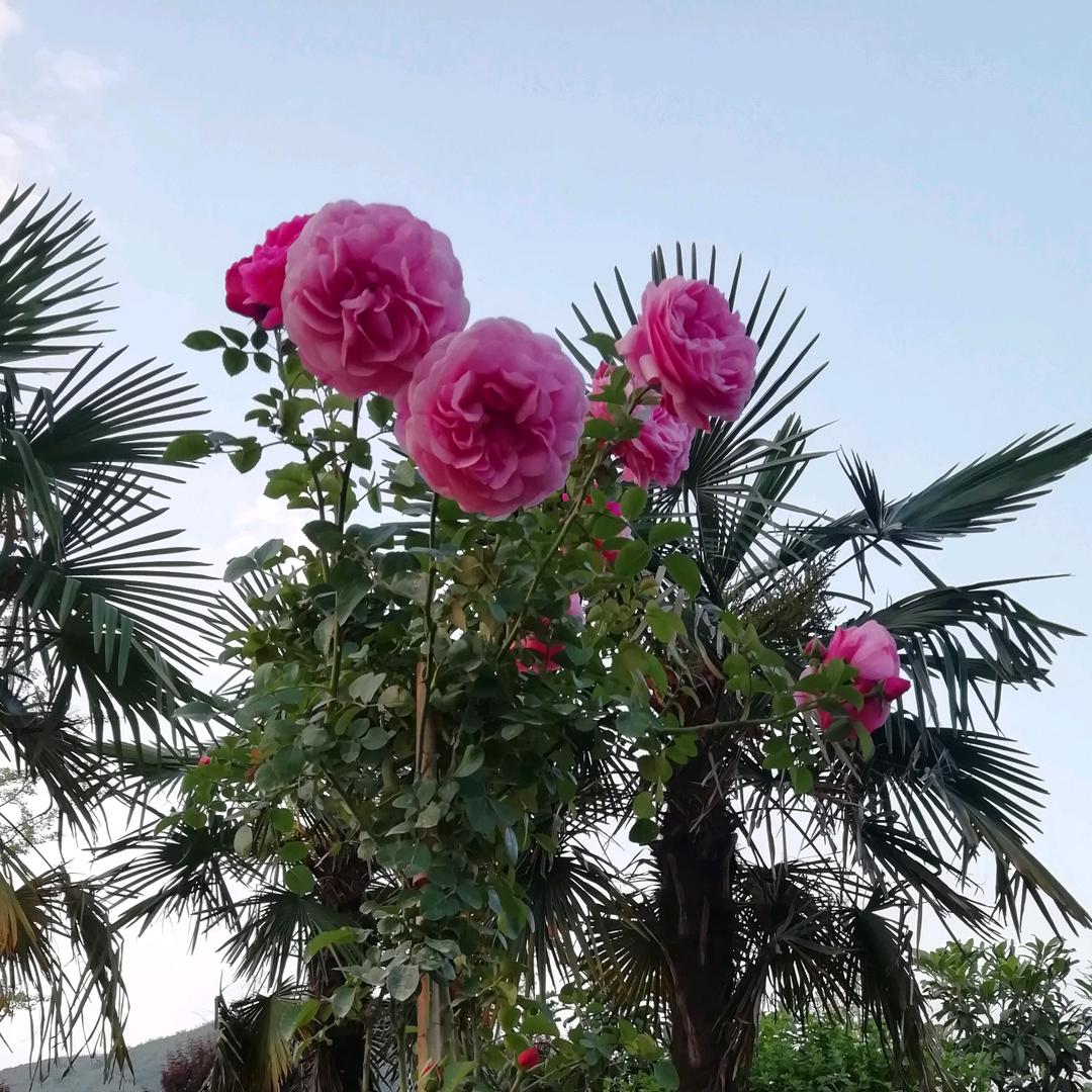 哥不拽《吴振印》