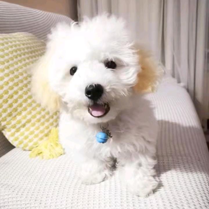 馒头是个小短腿