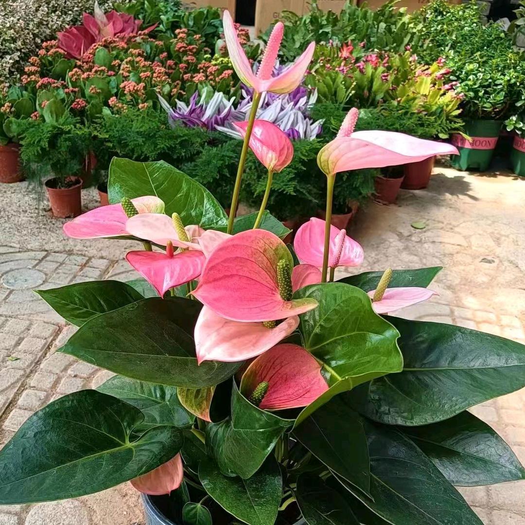 花花世界1⃣️