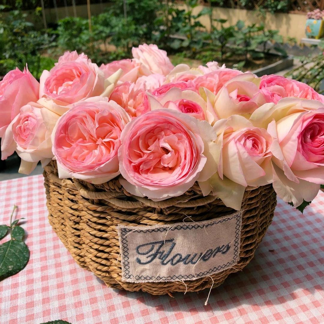 花之园月季花卉基地盒子花田
