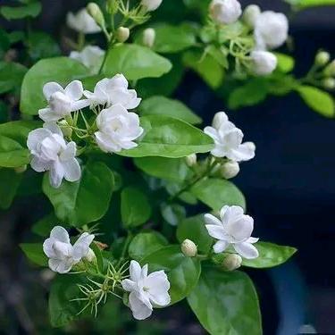 芯印云雄茶叶专卖店