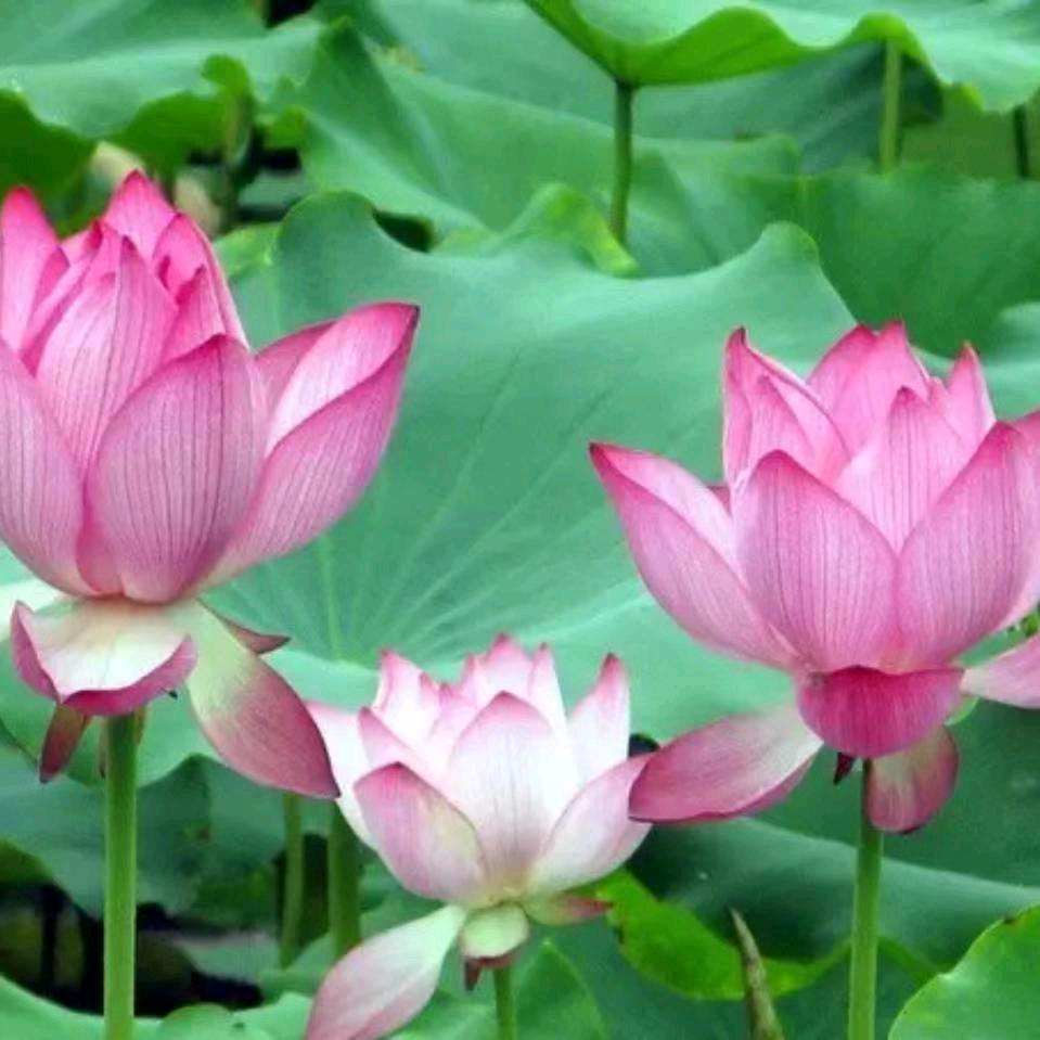 清风素念