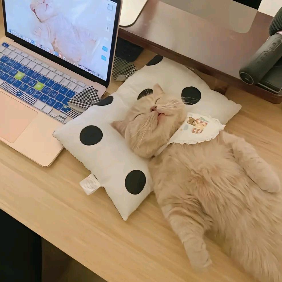 一只丧猫