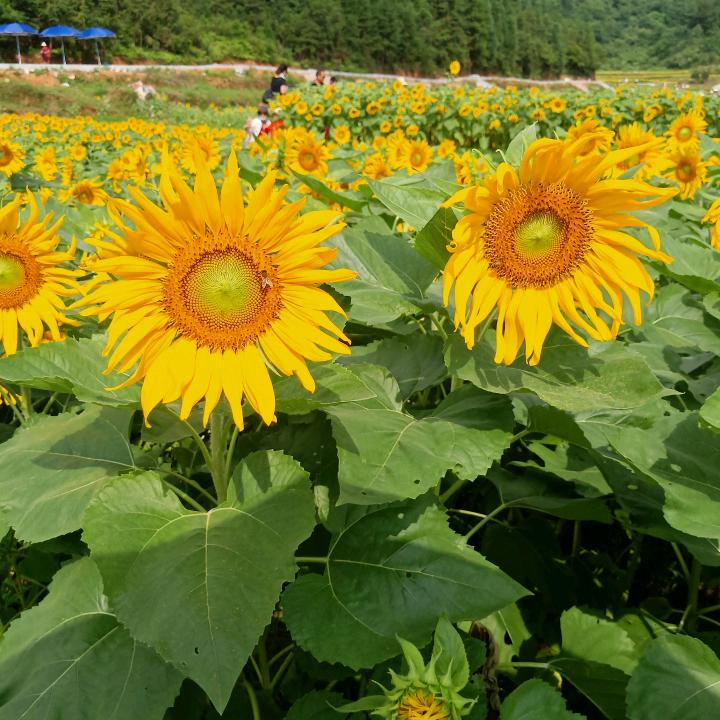 阳阳鲜果直发