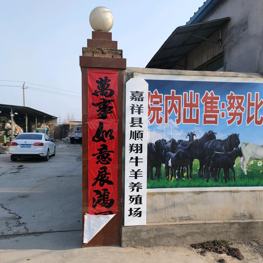 AaA牛羊养殖场_