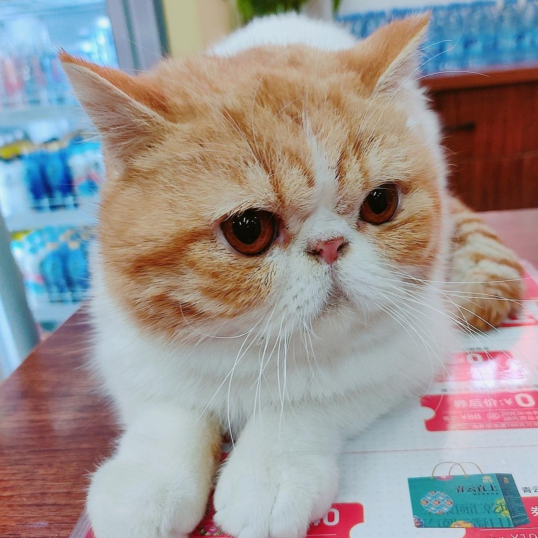 加油团购小乔