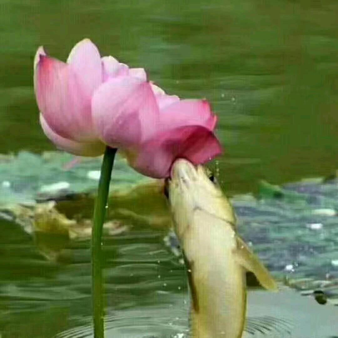 @人生如棋落子无悔