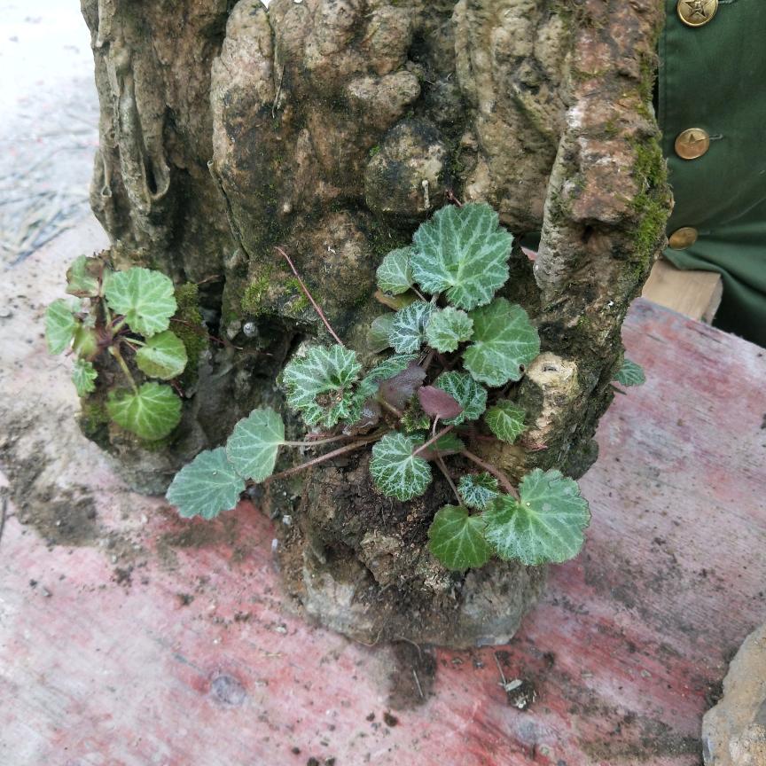 采磨菇