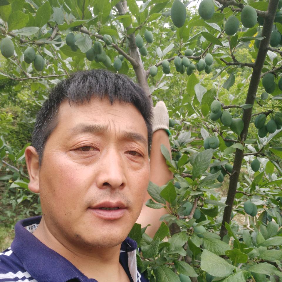 汶川西梅王子