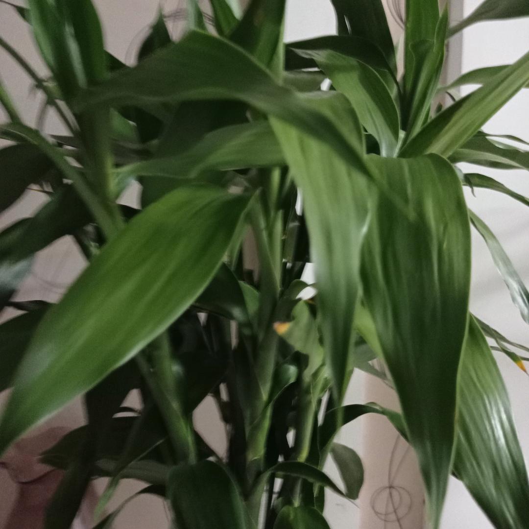 鑫悦奶奶头像