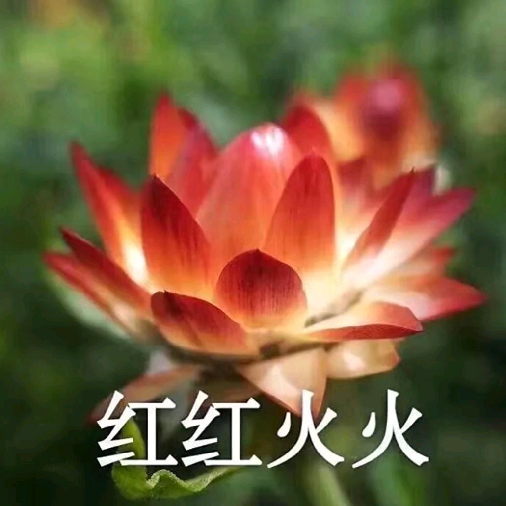 红红火火