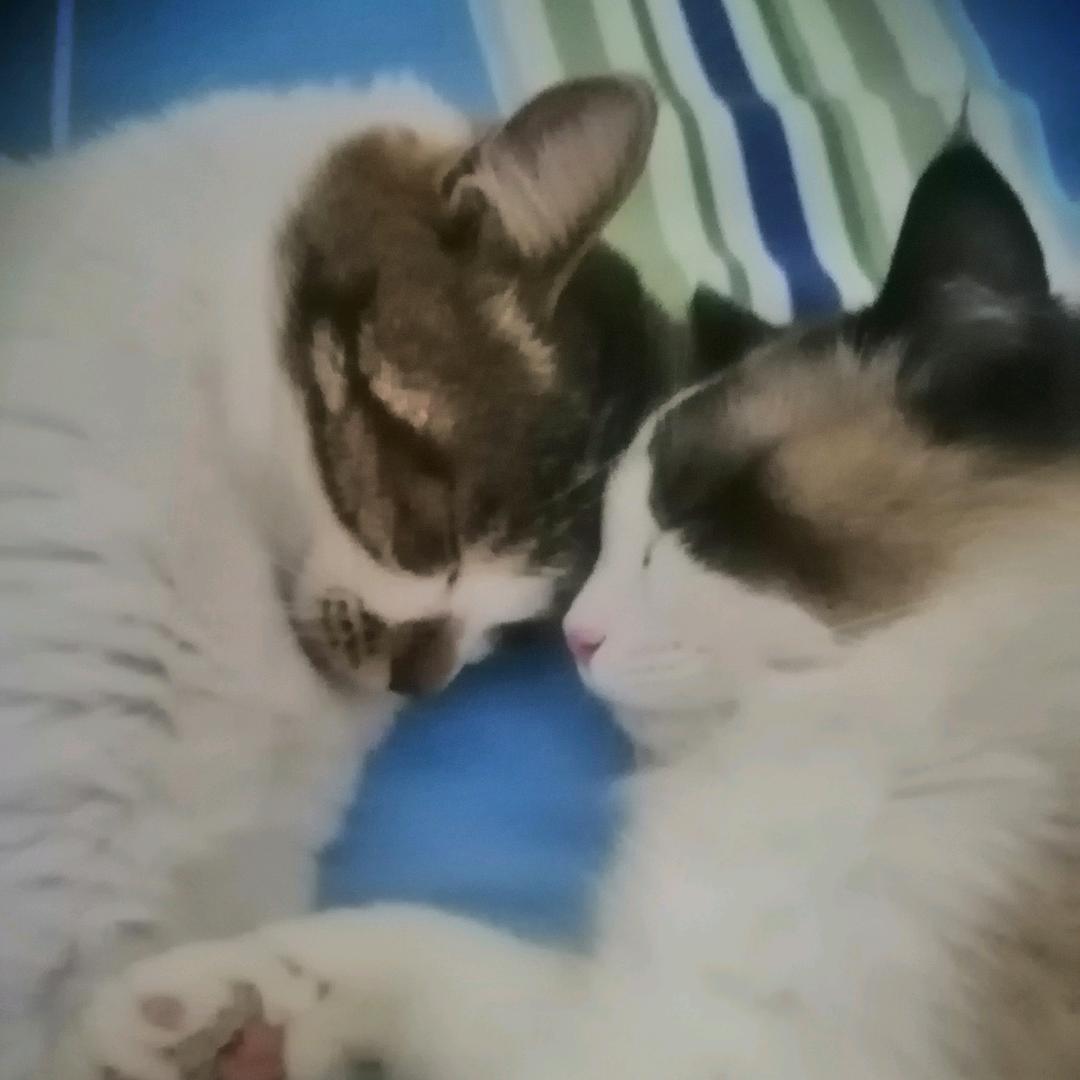 钻石猫