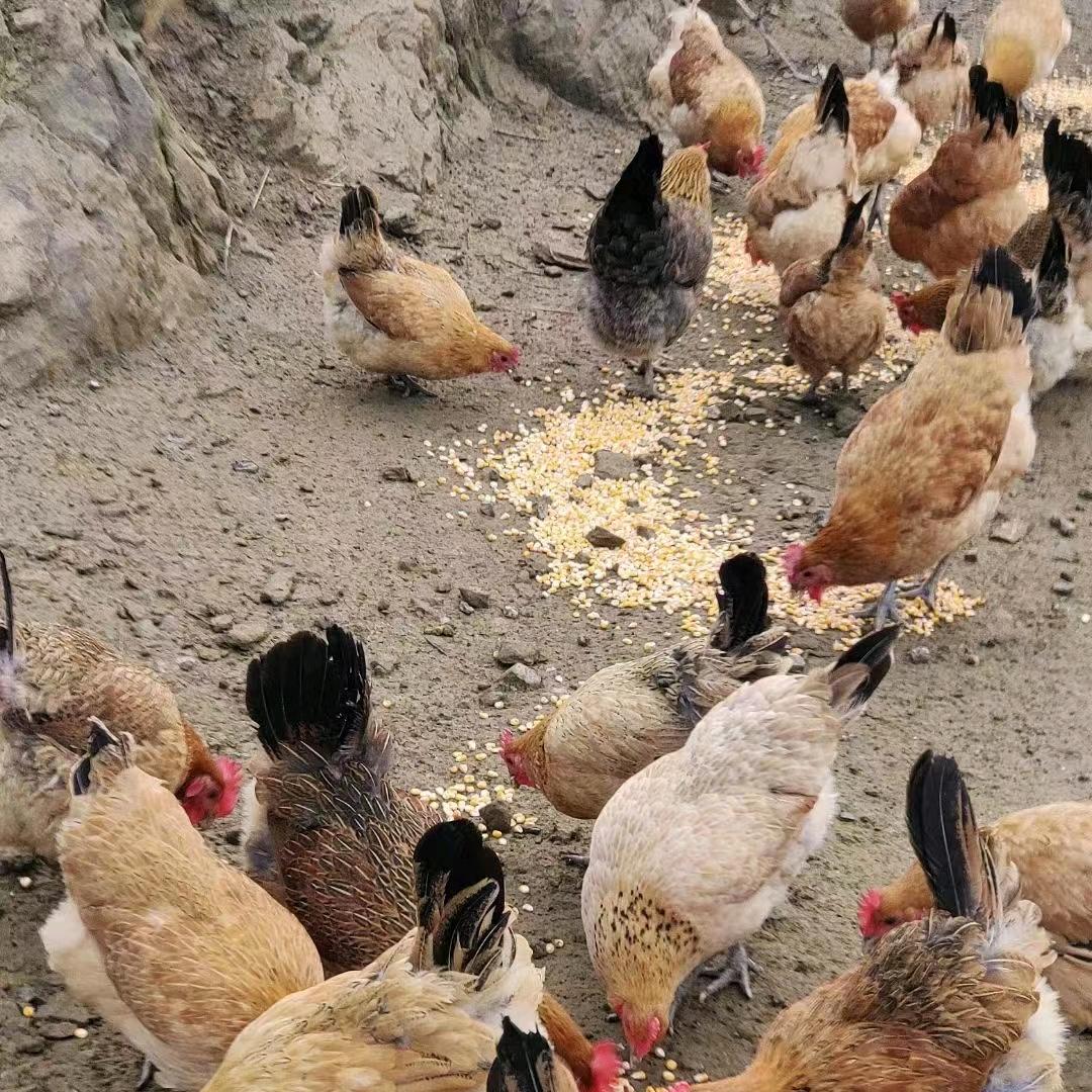 张响散养土鸡蛋