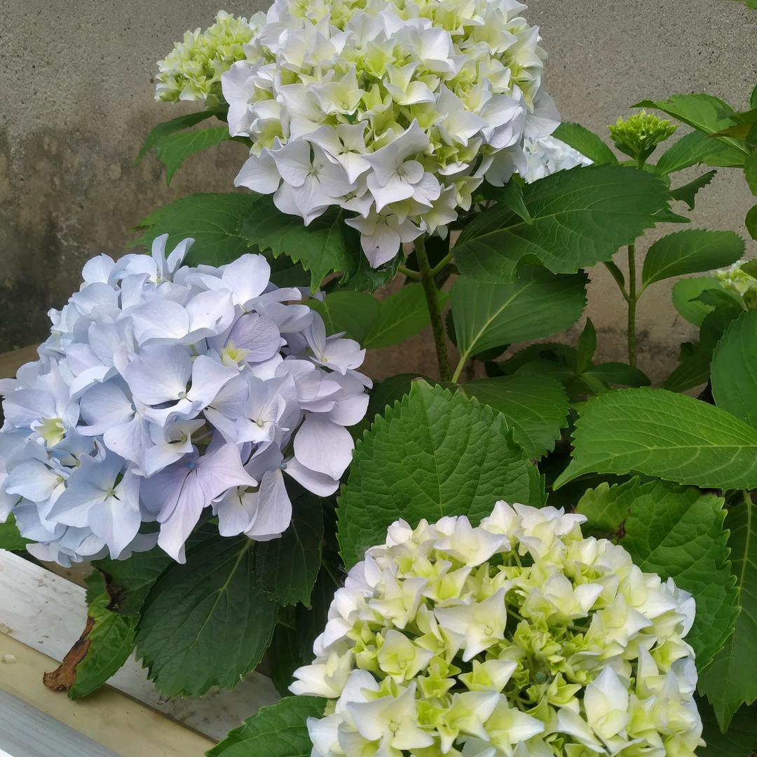 一把剪刀