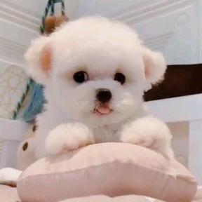 宠物比熊