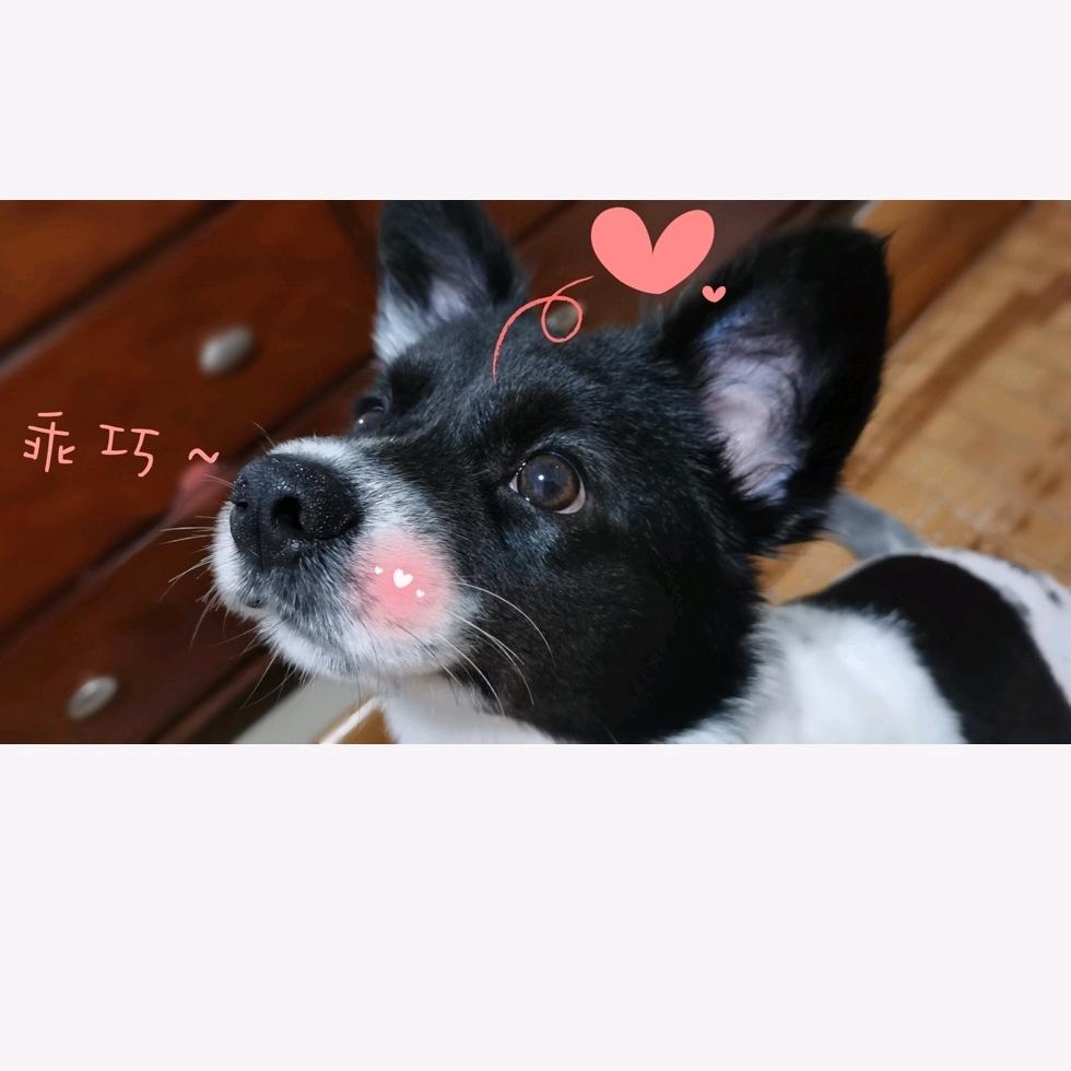 晚安～玛卡巴卡🌸