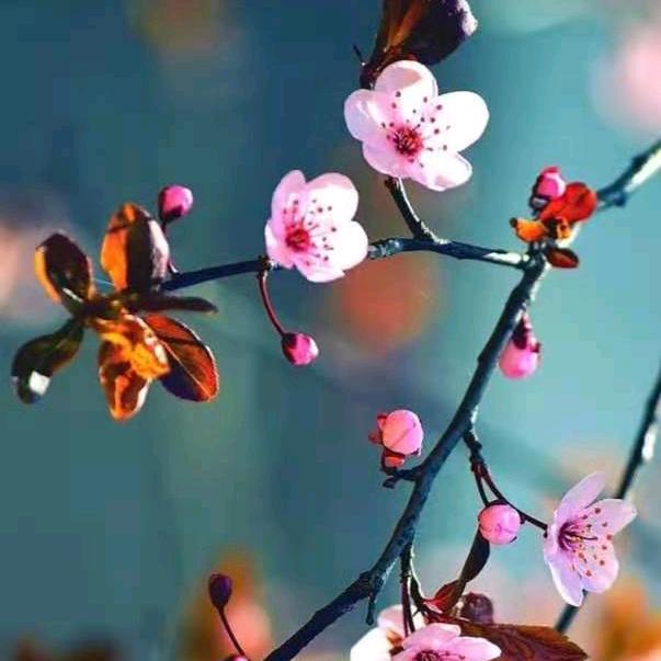 欧阳梅