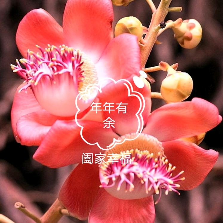 一朵美丽幸福的花（点我主页）