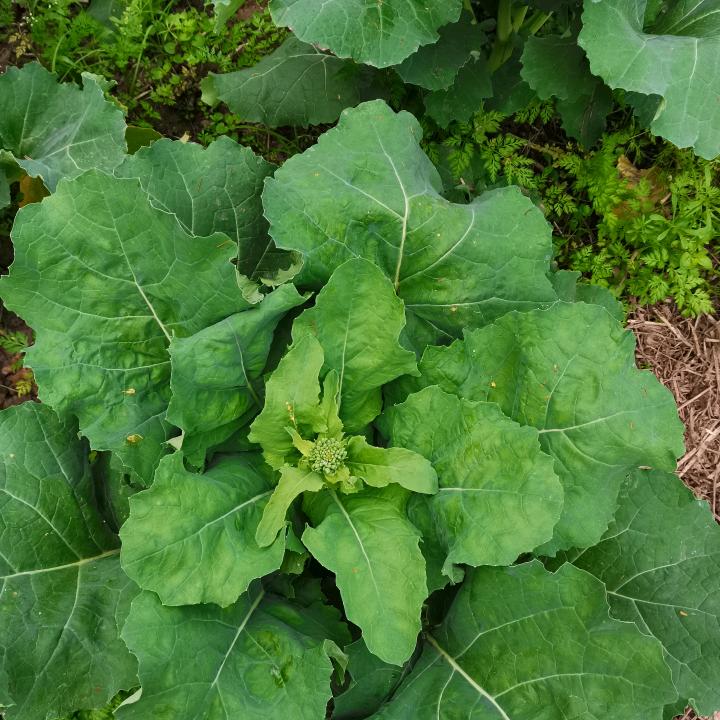 富顺人农村二哥