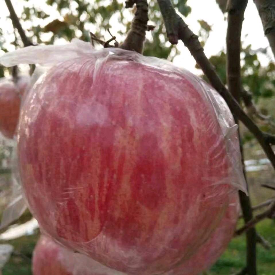 阳光：高村苹果