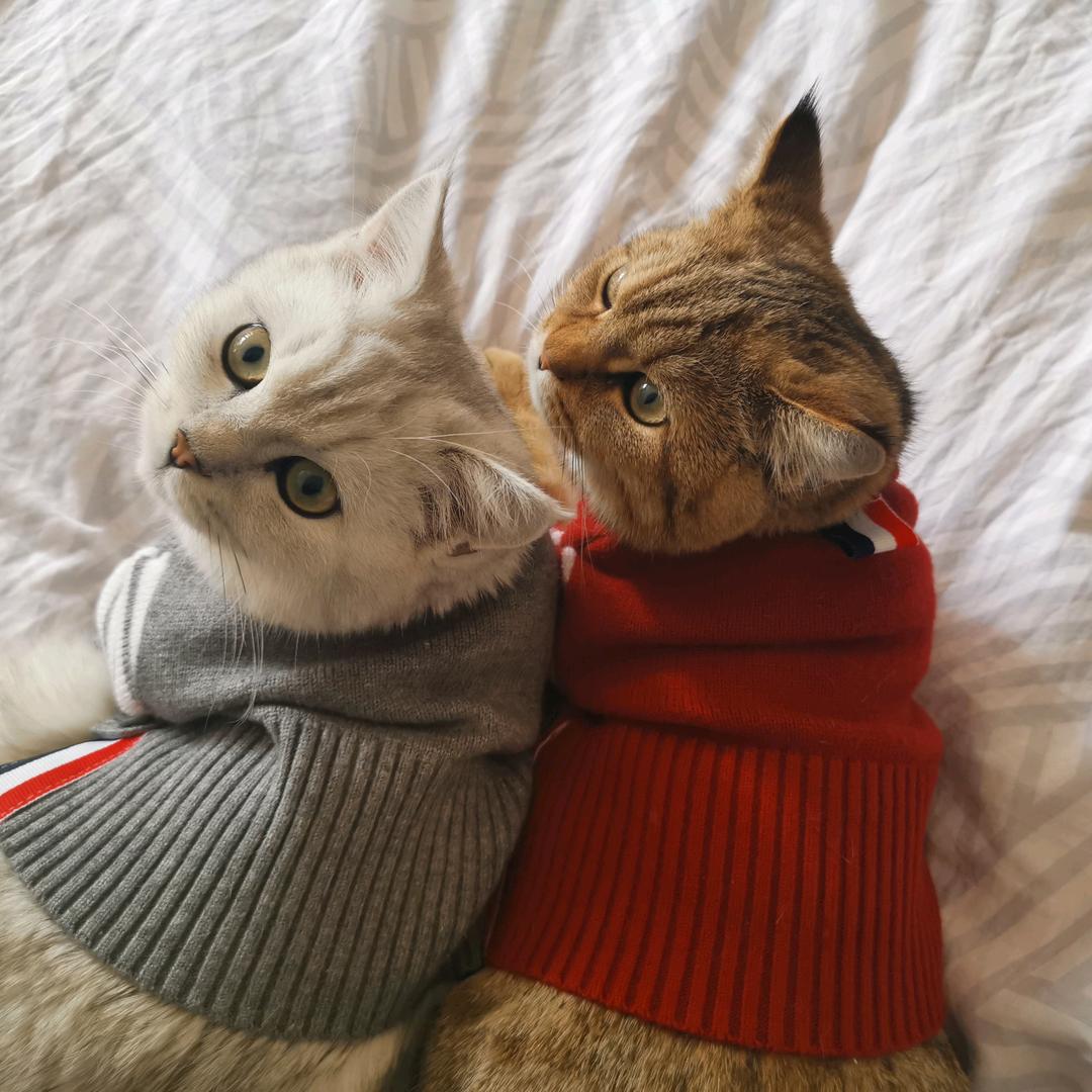 小微不是鱼
