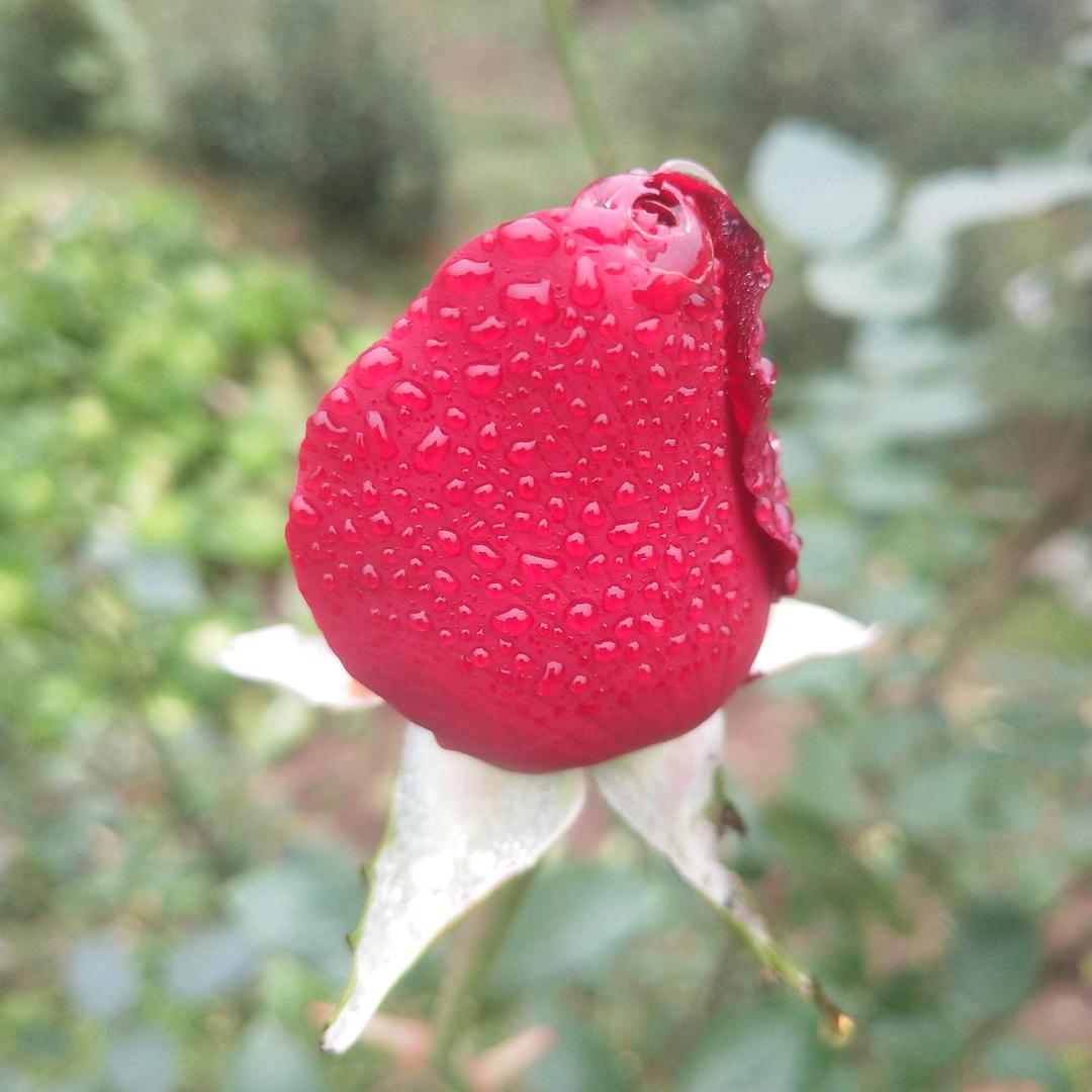 飞翔🍓🍉🍉