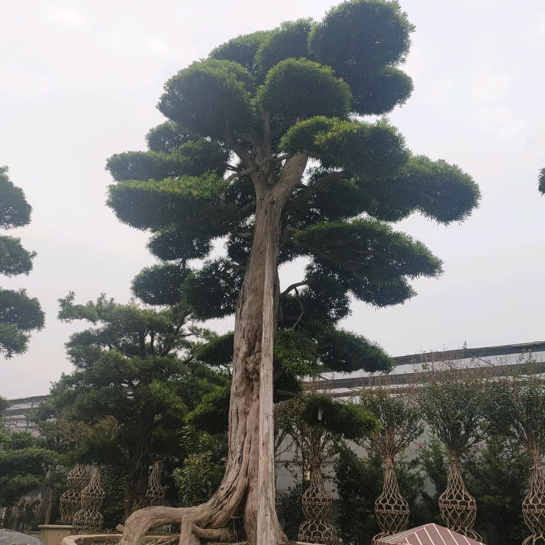 尔刚