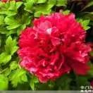 芬