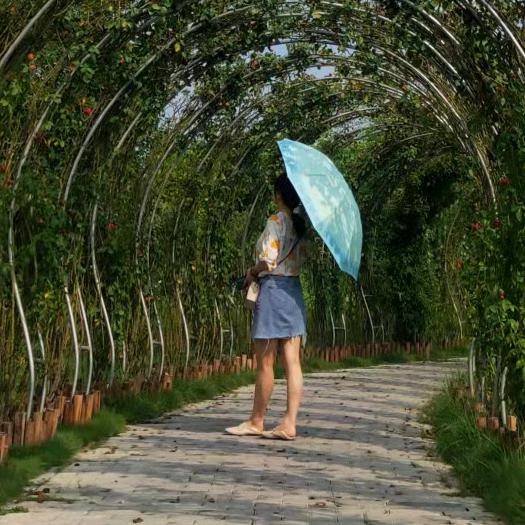 Xiaohong