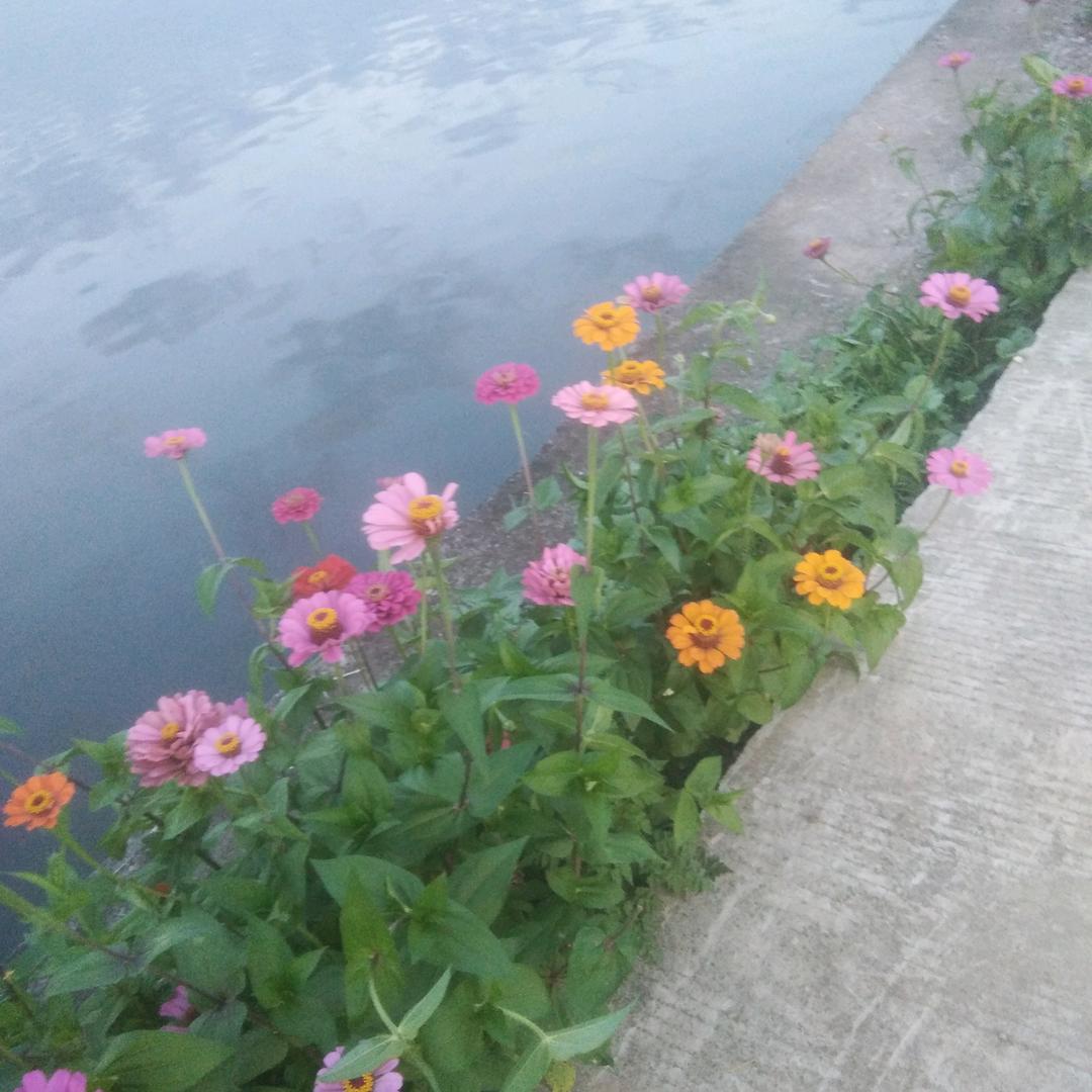 随缘🌹🌹